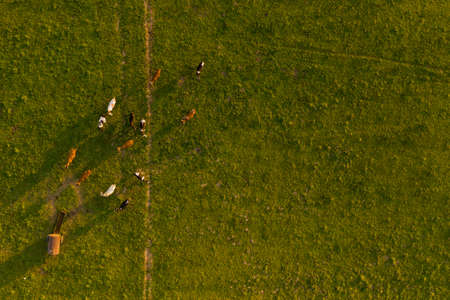 Drone photography of flock of cranes in the middle of agricultural field during summer sunsetの写真素材