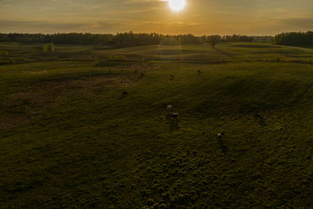 Drone photography of meadow and cows during summer eveningの写真素材