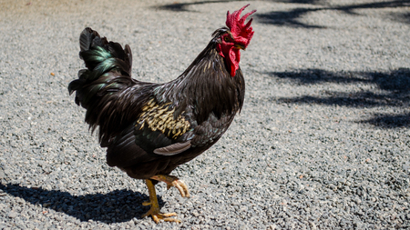 Rooster