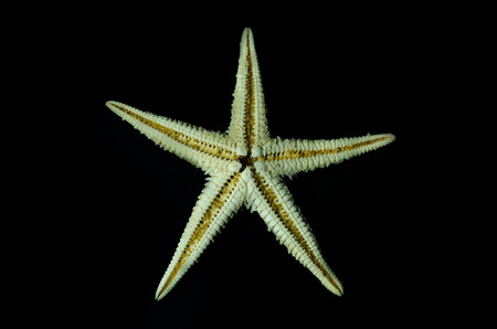 Starfish