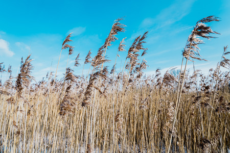 Bent grass in blue sky backgroundの写真素材