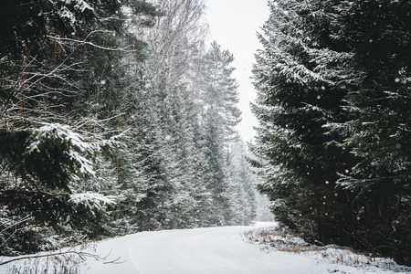 Winter forest roadの写真素材