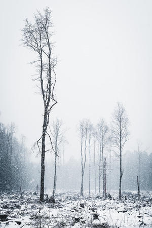 Deforestation in winter. Few trees left after tree cutting.の写真素材