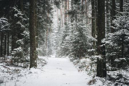 Winter forest pathwayの写真素材