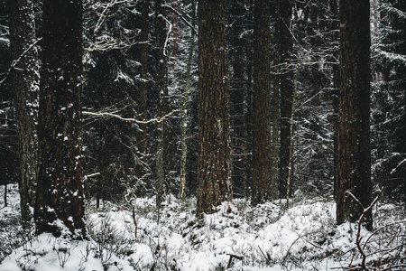 Snowy winter in the forest