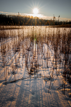 Amazing sunlight near the lake in winter with a great shadows through the bent grass.