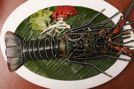 Spiny Lobsterの写真素材