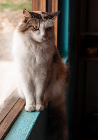 portrait of white and brown cat, sitting on a light blue frame window looking inside the house.の写真素材
