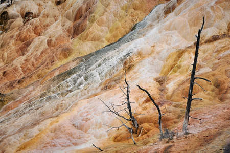 Mammoth Hot Springs in Yellowstone National Park, Wyoming, USA.の写真素材