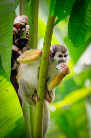 capuchin monkey sitting on a palm tree, eating a wild guineo, lumbaqui, ecuador amazon.