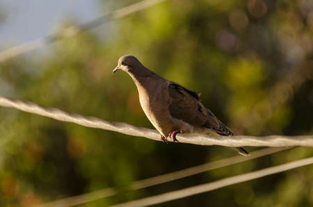 a small pigeon on a power cable there are several wires in the backgroundの写真素材