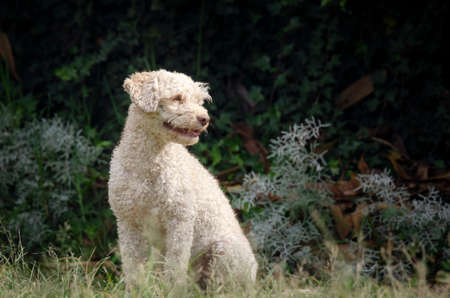 white dog posing in the garden looking at the horizon on the left, love for pets.