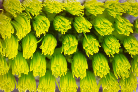 macro detail of the bristles of a neon green toothbrush,の写真素材