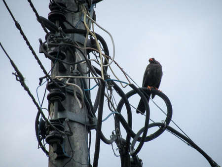 black bird on power line, next to a power pole full of wires