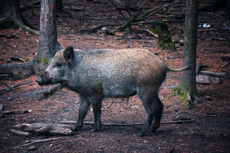 wildlife photograph of an adult wild boar standing in the woods.の写真素材