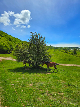 Beautiful brown horse snacking from a bush in the field on a beautiful spring day. Salicea, Cluj, Romaniaの写真素材