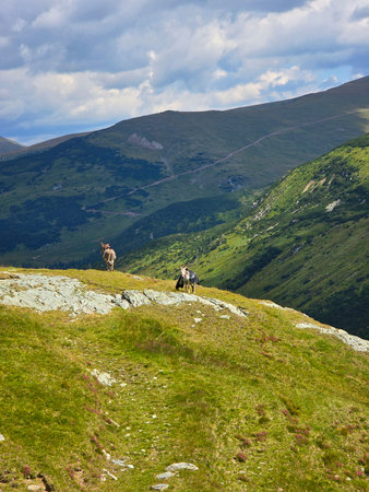 Donkeys carrying herder supplies on top of Parang Mountains on a beautiful summer day. Valcea,...
