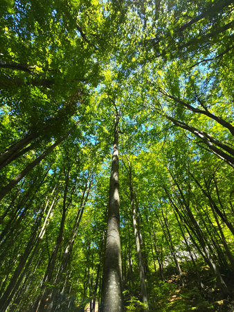 Beautiful photo of bright green leaf trees in sunlight on a hiking trail towards Bedeleu Mountain...