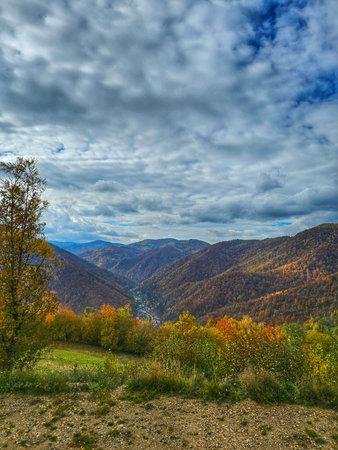Beautiful autumn landscape view from green pasture over the mountains with yellow, orange and red leaf tree forest on a beautiful fall day with white clouds on blue sky. Valea Ieriの写真素材