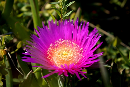 Carpobrotus flowerの写真素材