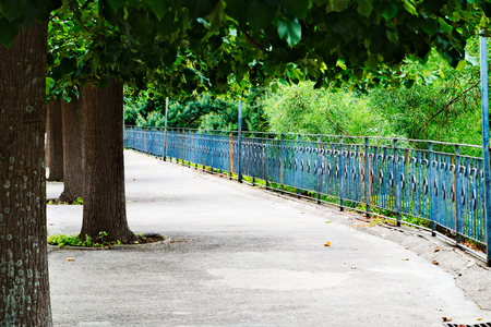 path whit green treeの写真素材