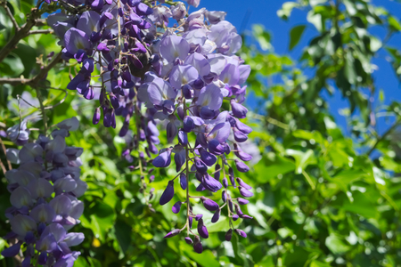 Close-up of Wisteria Flowers.の写真素材