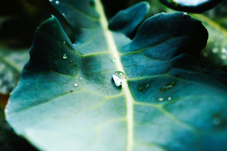Raindrops on a cabbage leafの写真素材