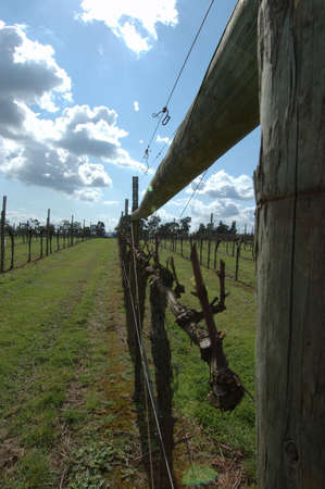 Fence at vineyardの写真素材