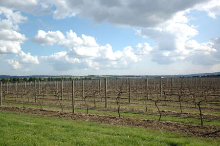 Grapes Plantationの写真素材