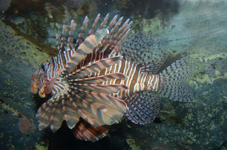 Poisonuos LionFishの写真素材