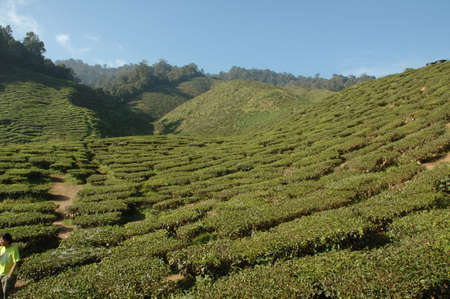 Tea Plantationの写真素材