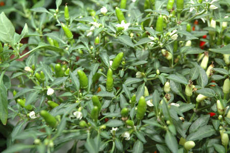 Green Chili Padi Plantの写真素材