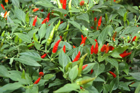 Red Chili Padi Plantの写真素材