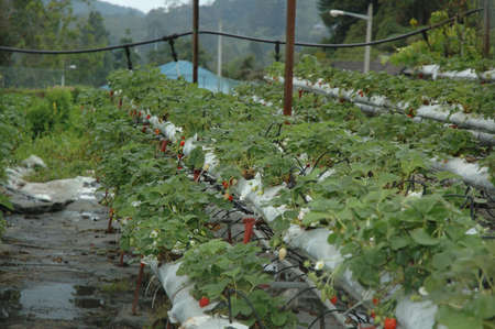 Strawberry Plantationの写真素材
