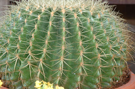 Big Cactusの写真素材