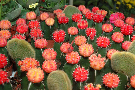 Red Cactusの写真素材