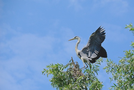 Airone cenerino (Ardea cinerea) ripreso mentre cerca di mantenersi in equilibrio su di un ramo molto piccoloの写真素材