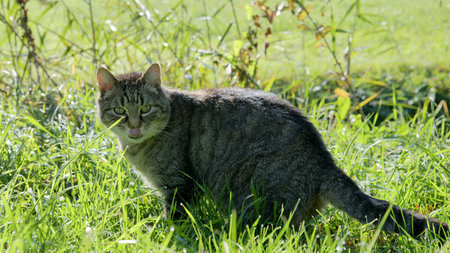 Cat with tongue sticking out in summer meadowの写真素材