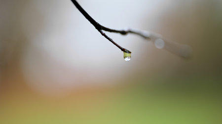A single Water drop hanging on a branchの写真素材