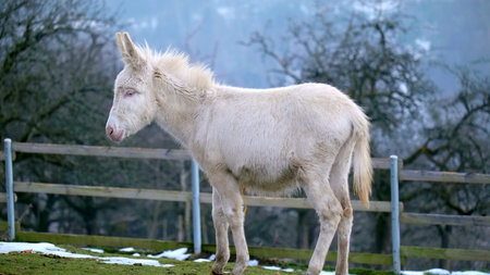 Full body shot of a white donkey in winter at wildlife park Feldkirch in Austriaの写真素材