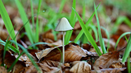 Single white mushroom with foliage and grass blades on the ground of autumn forestの写真素材