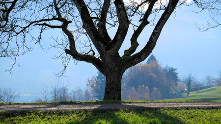 Tree behind a walkway with large trunk and branches in vertical format