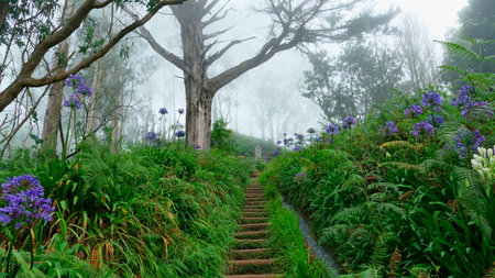 Scenic jungle with levada, wooden stairs, green plants and trees in fog in Madeira, Portugalの写真素材
