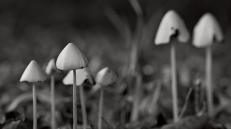 White mushrooms on the ground of a forest in autumn in black and whiteの写真素材
