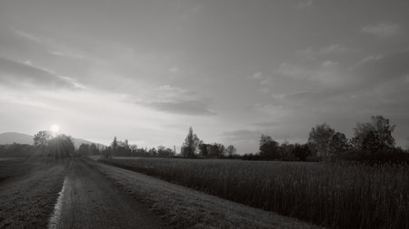 Walkway in the sunset next to big corn field in black and whiteの写真素材