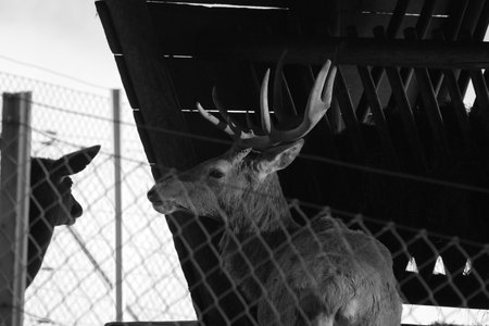 Deer with antlers standing behind fence under feed box next to second deer without antlers in black and white at Wildlife Park Feldkirch, Austriaの写真素材