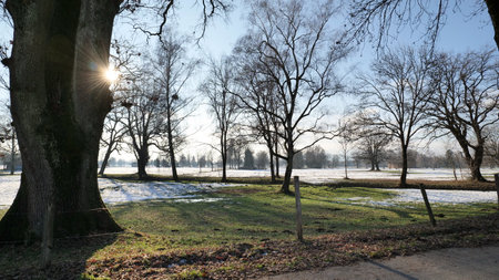 Winter landscape with many trees without leaves with sun rays next to a treeの写真素材