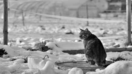 Portrait of a cat in winter sitting on a manhole coverの写真素材