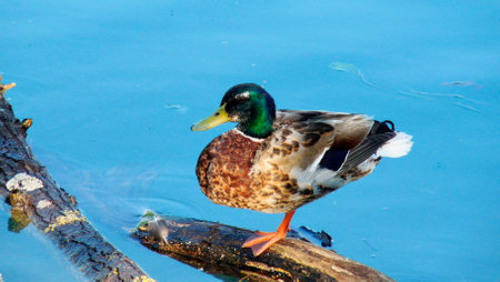 Colorful Mallard Duck with one leg on branch in a lakeの写真素材