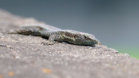 Lizard lying on a wallの写真素材